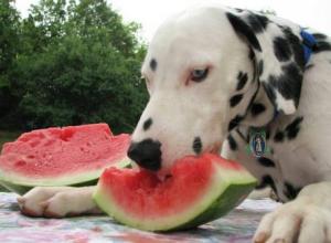 Какие фрукты и ягоды можно собакам